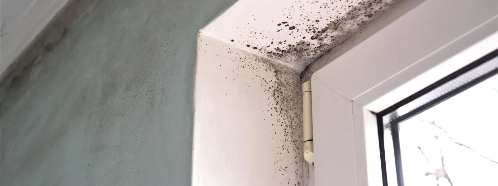 vlhkost v bytě a plíseň